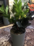 Фото покупателя к отзыву о Замиокулькас Равен (Zamioculcas Raven) D12 H55