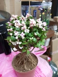 Фото покупателя к отзыву о Портулакария вариегатная (Portulacaria afra variegata) бонсай