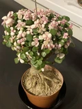 Фото покупателя к отзыву о Портулакария вариегатная (Portulacaria afra variegata) бонсай