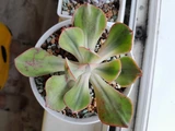 Фото покупателя к отзыву о Эхеверия Сансет Пион (Echeveria Sunset Peony)